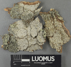  (Arthothelium scandinavicum - H9243220)  @11 [ ] by-nc (2024) Erkka Laine Luomus