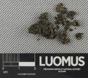  (Gilbertaria - H9243126)  @11 [ ] by-nc (2024) Erkka Laine Luomus