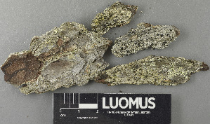  ( - H9243311)  @11 [ ] by-nc (2024) Erkka Laine Luomus