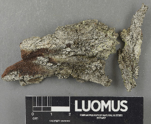  ( - H9243500)  @11 [ ] by-nc (2024) Erkka Laine Luomus
