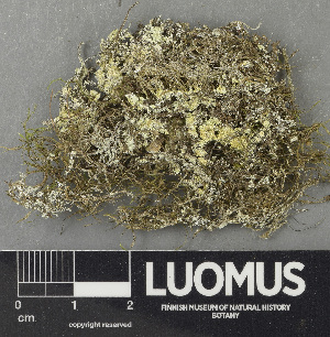  (Lepraria diffusa - H9243593)  @11 [ ] by-nc (2024) Erkka Laine Luomus