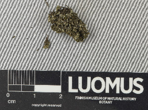  (Sclerococcum deminutum - H9243405)  @11 [ ] by-nc (2024) Erkka Laine Luomus