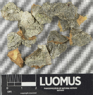  ( - H9243314)  @11 [ ] by-nc (2024) Erkka Laine Luomus