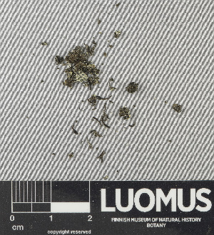  (Lecanora leptacina - H9243689)  @11 [ ] by-nc (2024) Erkka Laine Luomus