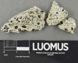  ( - H9243690)  @11 [ ] by-nc (2024) Erkka Laine Luomus