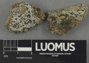  ( - H9243132)  @11 [ ] by-nc (2024) Erkka Laine Luomus