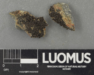  ( - H9243598)  @11 [ ] by-nc (2024) Erkka Laine Luomus