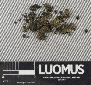  (Rinodina mniaroea - H9243507)  @11 [ ] by-nc (2024) Erkka Laine Luomus