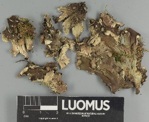  ( - H9247326)  @11 [ ] by-nc (2025) Erkka Laine Luomus