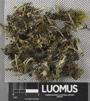  (Cladonia bellidiflora - H9243601)  @11 [ ] by-nc (2024) Erkka Laine Luomus