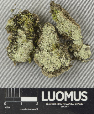  ( - H9243412)  @11 [ ] by-nc (2024) Erkka Laine Luomus