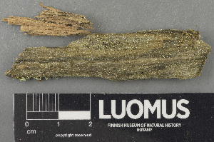  (Tremella aff. diploschistina - H9243602)  @11 [ ] by-nc (2024) Erkka Laine Luomus