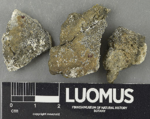  ( - H9235023.1)  @11 [ ] by-nc (2024) Erkka Laine Luomus