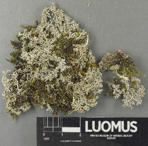  ( - H9243416)  @11 [ ] by-nc (2024) Erkka Laine Luomus