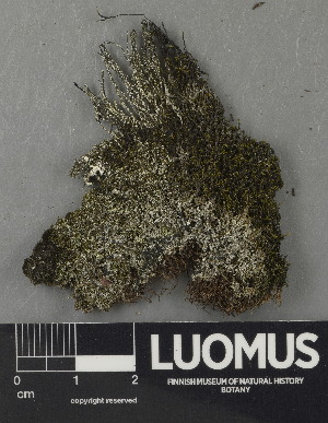  ( - H9243045)  @11 [ ] by-nc (2024) Erkka Laine Luomus