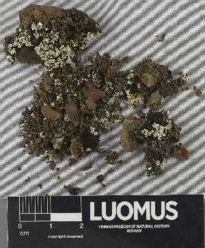  ( - H9243047)  @11 [ ] by-nc (2024) Erkka Laine Luomus
