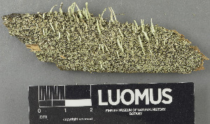  (Cladonia macilenta - H9243418)  @11 [ ] by-nc (2024) Erkka Laine Luomus