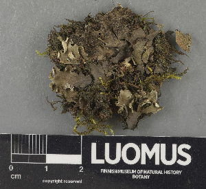  (Peltigera lepidophora - H9243514)  @11 [ ] by-nc (2024) Erkka Laine Luomus