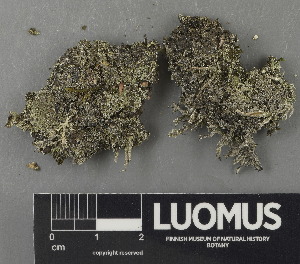  (Cladonia squamosa - H9243048)  @11 [ ] by-nc (2024) Erkka Laine Luomus