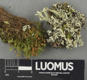  (Cladonia polydactyla - H9243701)  @11 [ ] by-nc (2024) Erkka Laine Luomus