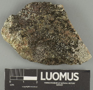  ( - H9247641)  @11 [ ] by-nc (2025) Erkka Laine Luomus