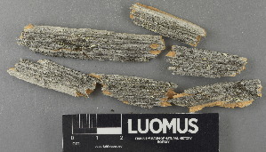  ( - H9243049)  @11 [ ] by-nc (2024) Erkka Laine Luomus