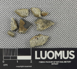  ( - H9243050)  @11 [ ] by-nc (2024) Erkka Laine Luomus