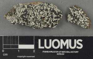  ( - H9243144)  @11 [ ] by-nc (2024) Erkka Laine Luomus
