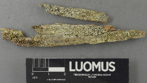  ( - H9243239)  @11 [ ] by-nc (2024) Erkka Laine Luomus