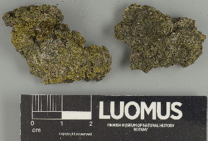  ( - H9237653.1)  @11 [ ] by-nc (2025) Erkka Laine Luomus
