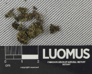  ( - H9243052)  @11 [ ] by-nc (2024) Erkka Laine Luomus