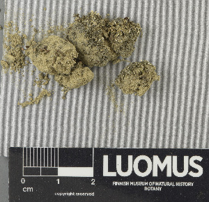  (Placynthiella uliginosa - H9243521)  @11 [ ] by-nc (2024) Erkka Laine Luomus