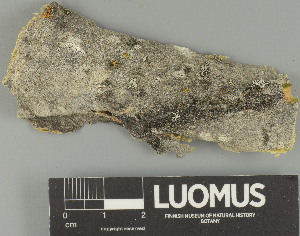  ( - H9247648)  @11 [ ] by-nc (2025) Erkka Laine Luomus