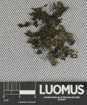  ( - H9247342)  @11 [ ] by-nc (2025) Erkka Laine Luomus