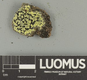 ( - H9247752)  @11 [ ] by-nc (2025) Erkka Laine Luomus