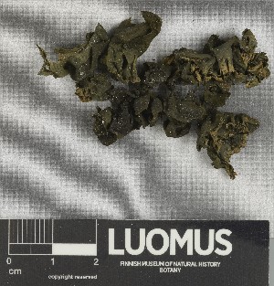  ( - H9247345)  @11 [ ] by-nc (2025) Erkka Laine Luomus