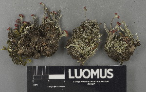  (Cladonia floerkeana - H9243061)  @11 [ ] by-nc (2024) Erkka Laine Luomus