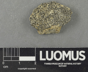  (Porpidia aff. striata - H9243526)  @11 [ ] by-nc (2024) Erkka Laine Luomus