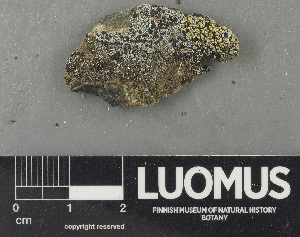  (Tremella indecorata - H9243619)  @11 [ ] by-nc (2024) Erkka Laine Luomus