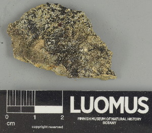  ( - H9247490)  @11 [ ] by-nc (2025) Erkka Laine Luomus