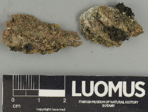  ( - H9247491)  @11 [ ] by-nc (2025) Erkka Laine Luomus