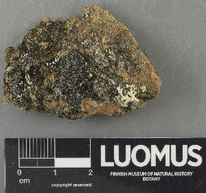  (Rhizocarpon aff. badioatrum - H9243528)  @11 [ ] by-nc (2024) Erkka Laine Luomus