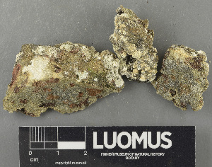  ( - H9243529)  @11 [ ] by-nc (2024) Erkka Laine Luomus