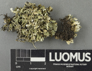  (Cladonia turgida - H9243434)  @11 [ ] by-nc (2024) Erkka Laine Luomus
