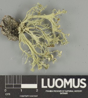  ( - H9247350)  @11 [ ] by-nc (2025) Erkka Laine Luomus