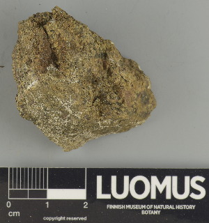  ( - H9247493)  @11 [ ] by-nc (2025) Erkka Laine Luomus