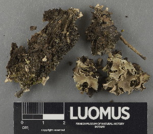  ( - H9243066)  @11 [ ] by-nc (2024) Erkka Laine Luomus