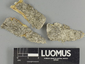  ( - H9247494)  @11 [ ] by-nc (2025) Erkka Laine Luomus