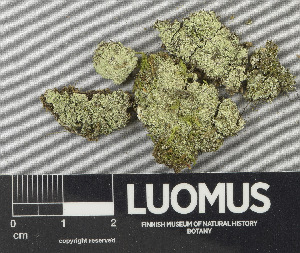  ( - H9243436)  @11 [ ] by-nc (2024) Erkka Laine Luomus