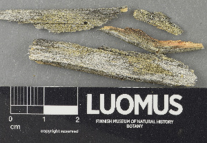  (Pycnoraceae - H9243719)  @11 [ ] by-nc (2024) Erkka Laine Luomus